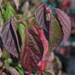 Viburnum 'Huron': Bild 5/6