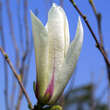 Magnolia cylindrica: Bild 2/6