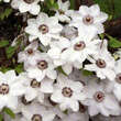 Clematis 'Miss Bateman': Bild 1/3