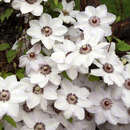 Clematis 'Miss Batemann' - Waldrebe, Großblumige Garten-Clematis