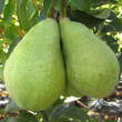 Pyrus communis 'Köstliche von Charneux': Bild 2/2
