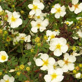 Potentilla fruticosa 'Abbotswood' - Fünffingerstrauch