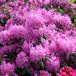 Rhododendron 'English Roseum': Bild 2/2