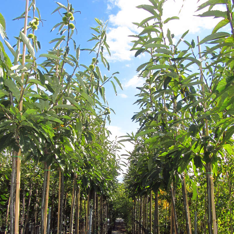 Essbare Edelkastanie, Maroni Castanea sativa 'Ecker 1