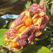 Magnolia cylindrica: Bild 6/6