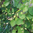 Cercidiphyllum jap. 'Amazing Grace': Bild 1/2