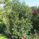 Prunus lusitanica 'Angustifolia' - Portugiesischer Kirschlorbeer