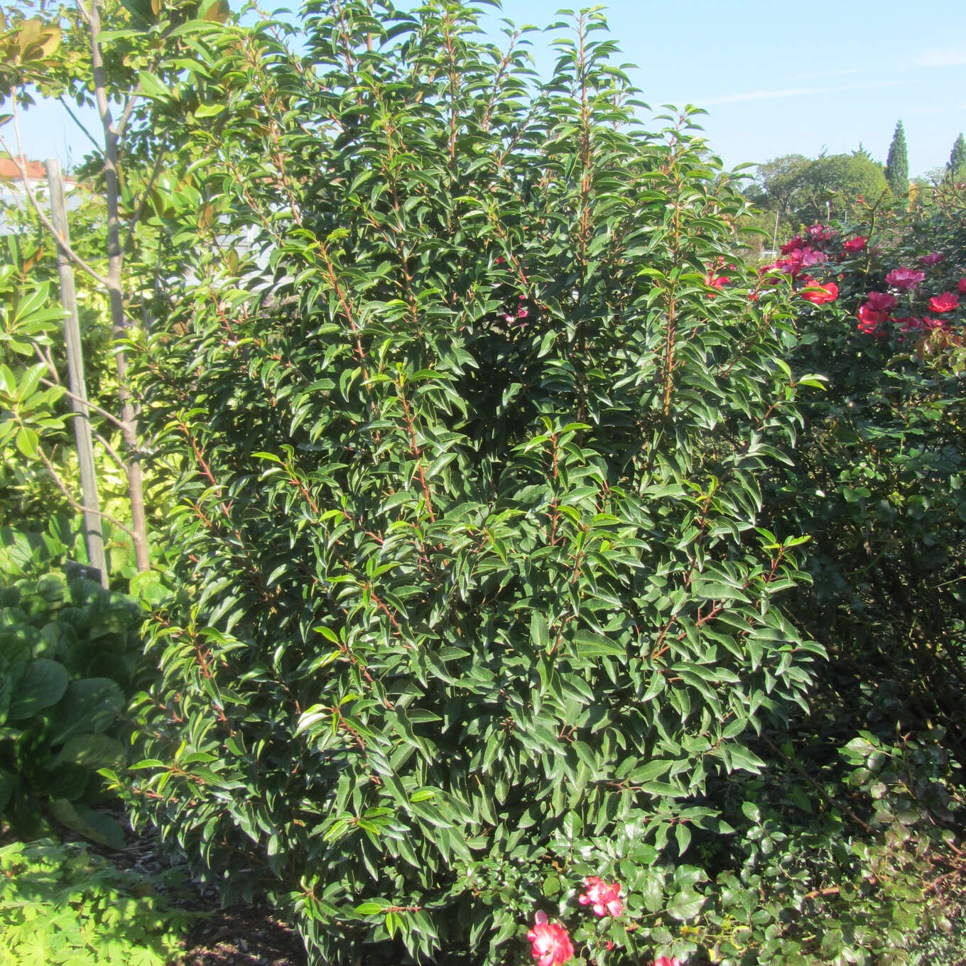 Portugiesischer Kirschlorbeer Prunus lusitanica 'Angustifolia' weiß