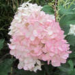 Hydrangea paniculata 'Wim's Red': Bild 2/4