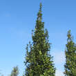 Carpinus betulus 'Lucas': Bild 5/5