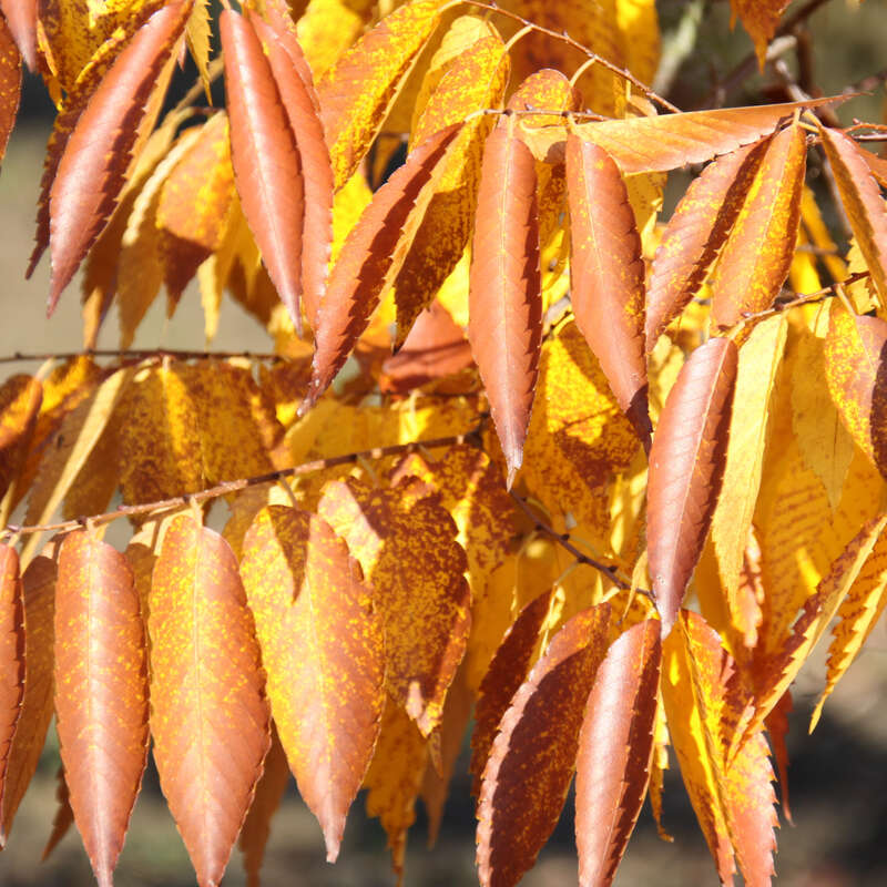 Zelkove Zelkova serrata