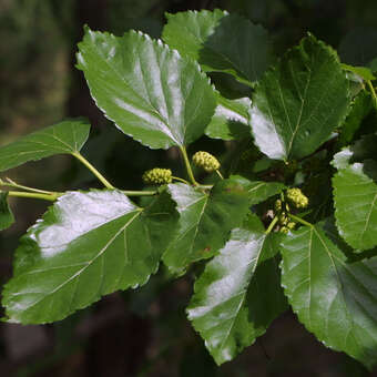 Alnus spaethii