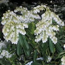 Pieris japonica 'Purity' - Lavendelheide