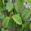 Viburnum 'Huron': Bild 4/6