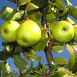 Pyrus communis 'Präsident Drouard': Bild 3/3