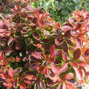 Berberis thunbergii 'Admiration' - Buntlaubige Blutberberitze