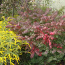 Euonymus compactus