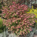 Euonymus compactus Euonymus compactus
