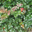 Mahonia aquifolium: Bild 5/9