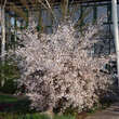 Prunus incisa 'February Pink': Bild 5/6