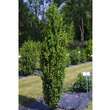 Buxus sempervirens 'Graham Blandy': Bild 1/1