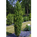 Buxus sempervirens 'Graham Blandy' - Säulenbuchs
