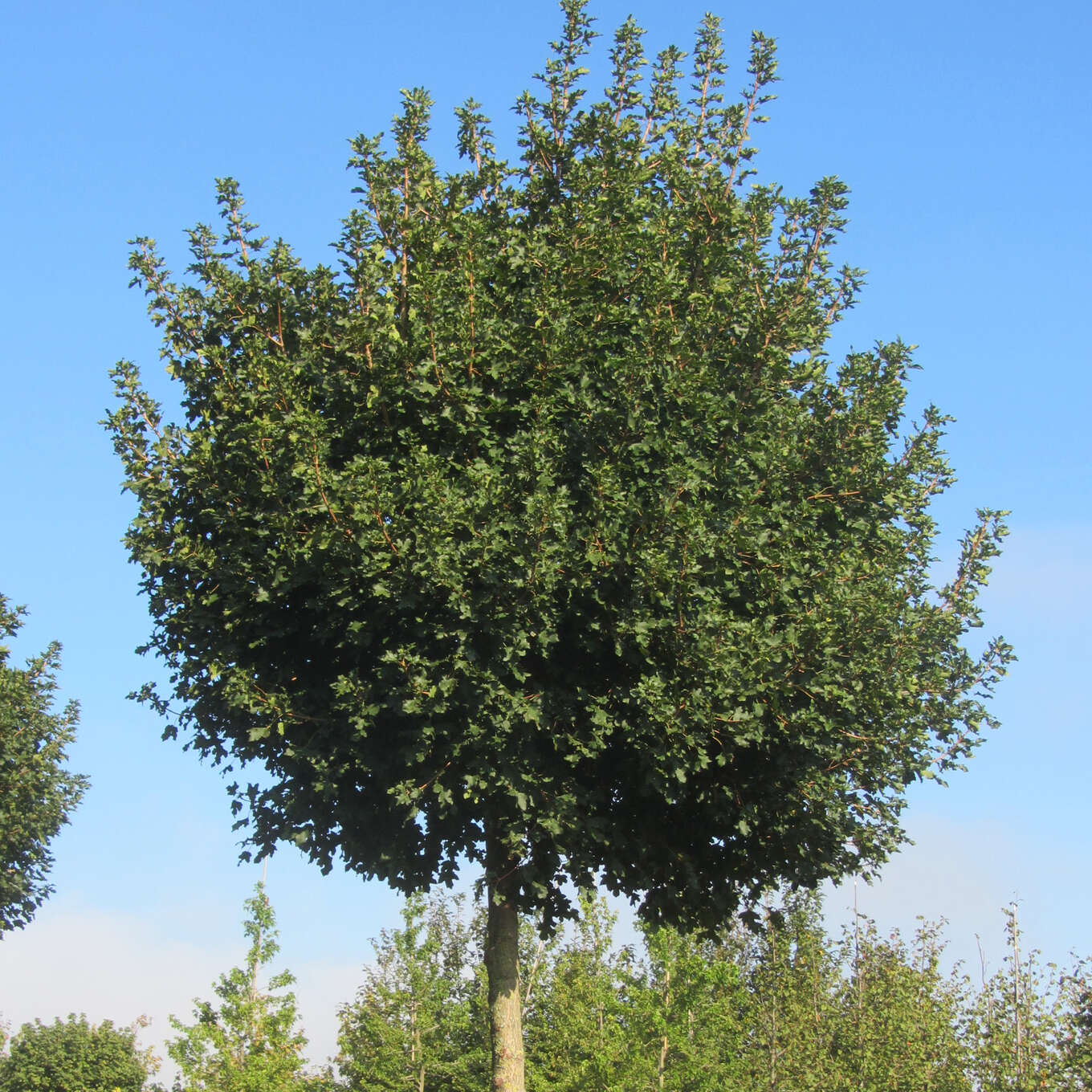 Kugel Feldahorn Acer Campestre Nanum Gr n