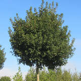 Acer campestre 'Nanum' - Kugel-Feldahorn