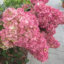 Hydrangea paniculata 'Pinky Winky' - Rispenhortensie