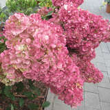 Hydrangea paniculata 'Pinky Winky' - Rispenhortensie