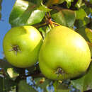 Pyrus communis 'Präsident Drouard' - Winterbirne