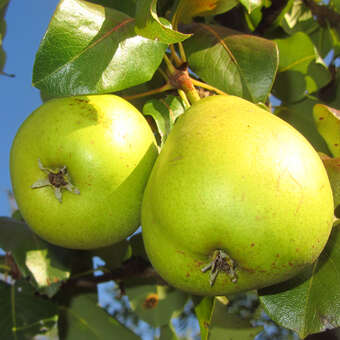 Pyrus communis 'Präsident Drouard'