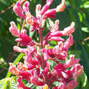 Aesculus pavia 'Atrosanguinea' - Blutrote Pavie