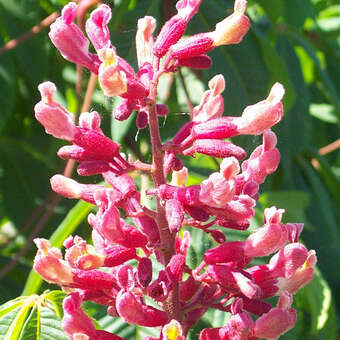 Aesculus pavia 'Atrosanguinea'