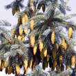 Picea engelmannii 'Glauca': Bild 1/4