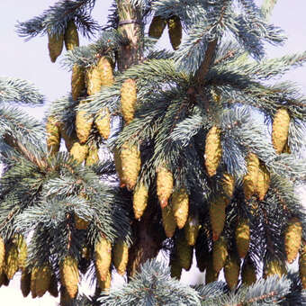 Kordilleren-Fichte - Picea engelmannii 'Glauca'