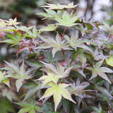 Acer palmatum 'Deshojo' - Japanischer Fächerahorn