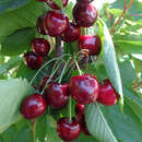 Prunus avium 'Hedelfinger Riesenkirsche' - Kirsche