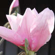 Magnolia 'Sweethart': Bild 1/3