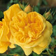 Rose 'Happy Child': Bild 2/4