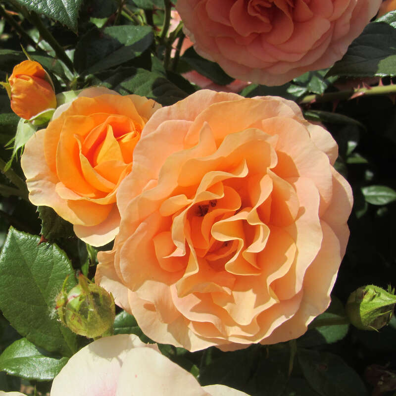 Beetrose - Rose &lsquo;Bengali&rsquo; - gelb