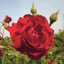 Historische Strauchrose - Rose 'Gruß an Teplitz'