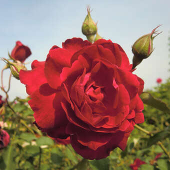 Historische Strauchrose - Rose 'Gruß an Teplitz'