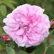 Rose 'Muscosa' (centifolia): Bild 2/3