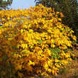 Aesculus parviflora: Bild 8/8
