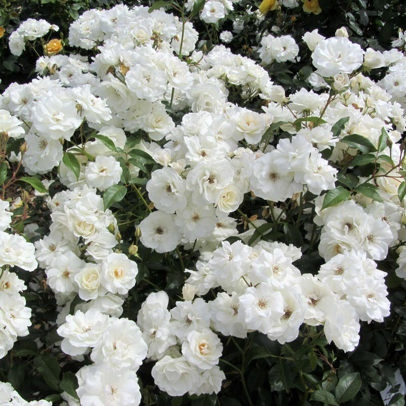 Moderne Strauchrose - Rose 'Schneewittchen' - weiß