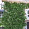 Actinidia arguta 'Ambrosia' (W): Bild 3/3