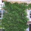 Actinidia arguta 'Ambrosia' (W): Bild 3/3