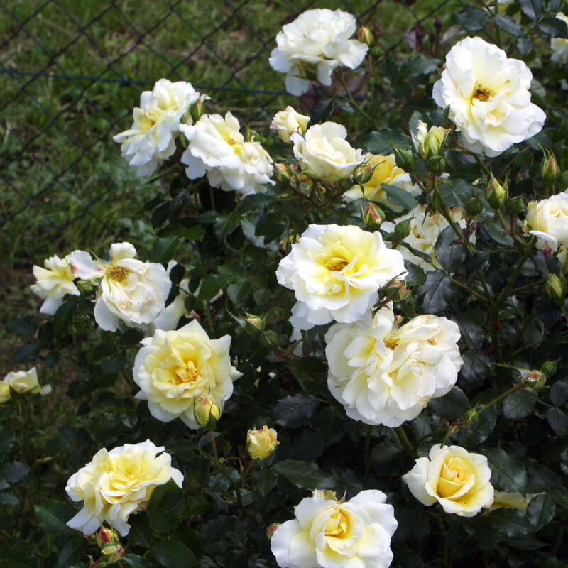 Kletterrose, zartreingelb Rose 'Leverkusen'