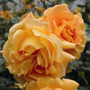 Rose 'Goldelse' - Beetrose